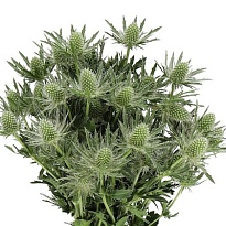 Эрингиум Sirius 5шт