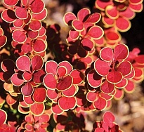 Барбарис (Berberis) тунб. Оранж Санрайз 2л h50-60 1шт