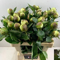 Пион Bridal Shower 5шт