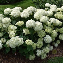 Гортензия (Hydrangea) древ. Белла Рагацца Лиметта 5л h30-50 1шт