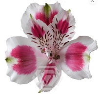 Альстромерия Tessa Andalusia дл.60 10шт