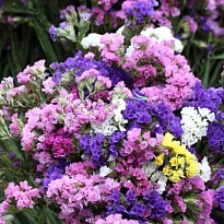 Статица 5шт