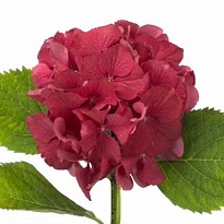 Гортензия Magical Sweet Ruby дл.60 d20-23 1шт