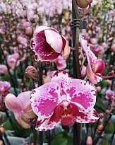 Орхидея Фален. Вероника 2 ст d12 h70 10шт