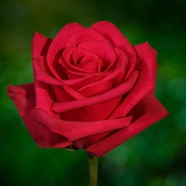 Роза Damarris Hot Explorer дл.80 25шт