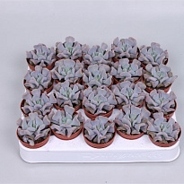 Эхеверия Кубик Фрост d8 h10 18шт