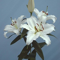 Лилия Or. Monteneu 5+ 10шт