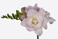 Фрезия Rosario 10шт