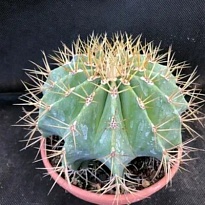 Кактус Ферокактус Глауцесценс d12 h15 6шт
