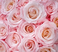 Роза Sacha Rose Cia. Ltda. Rhoslyn дл.50 25шт