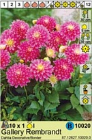 Георгина Гэллери Рембрандт борд.1шт*