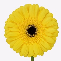 Гербера (Ц) аква Westeros 10шт