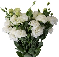 Эустома Alissa White (К) дл.70 1уп