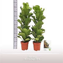 Фикус Лирата твист стэм d21 h110 1шт