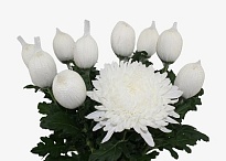 Хризантема одноголовая Stravina 10шт