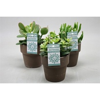 Крассула микс (керам.горш.) d7 h10 12шт