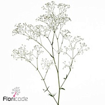 Гипсофила Zinzi 5 шт