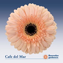 Гербера Cafe Del Mar 25шт