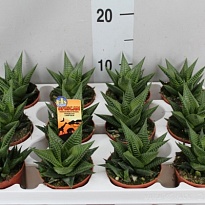 Хавортия Лимифолия d8 h10 14шт