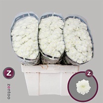 Хризантема сантини Baikal 25шт