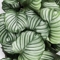 Калатея Орбифолия d14 h35 8шт