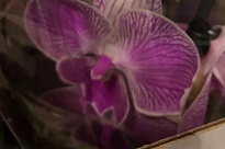 Орхидея Фален. Лимитед 55 2ст d12 h65 10шт