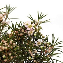 Хамелациум (waxfl) Adi 25 шт