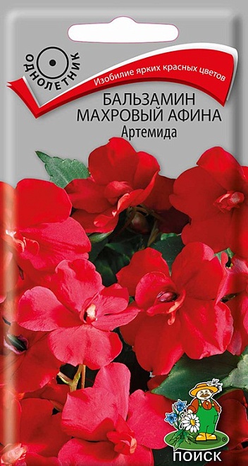 Бальзамин Афина Артемида махровый 5шт /Поиск