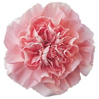 Гвоздика Pink Montezuma 20шт