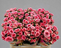 Роза кустовая Tralala дл.40 10шт