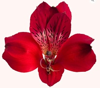 Альстромерия Qualisa Red Queen дл.60 10шт