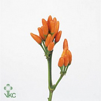 Капсикум Orange Fire 10шт