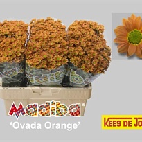 Хризантема Сантини Madiba Ovada Orange 25шт