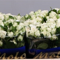 Роза кустовая Miss Bombastic дл.50 10 шт