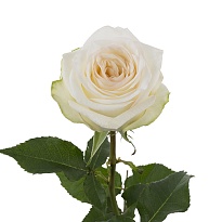 Роза Victoria Candlelight дл.60 25шт