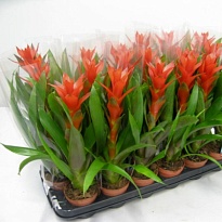 Гузмания Остара d9 h40 12шт