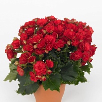 Бегония Грейс d14 h35 6шт