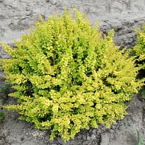 Барбарис (Berberis) тунб. Сансейшен d9 h25-35 18шт