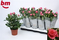 Роза Бью Монде Розовая d12 h25 10шт