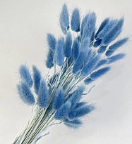 Лагурус сухоцвет, h60-70см, 60шт, небесно-голубой