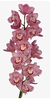 Орхидея Cymbidium Fireglow*9 дл.60 1шт