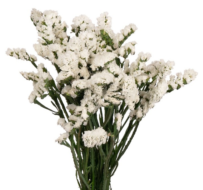 Статица Белая (К) дл.70 1уп