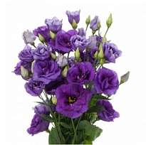 Эустома Фиолетовая (К) дл.70 1уп