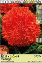 Бегония Фимбриата Оранж. 4/5 2шт*