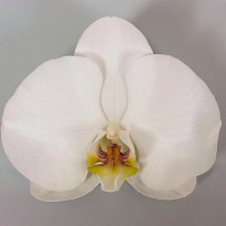 Орхидея Phalaenopsis Kobe 25шт 