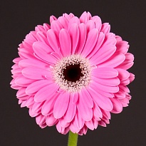 Гербера Dreamer 50 шт