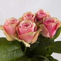 Роза Belle Rose дл.40 10шт