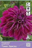 Георгина декоративная Томас Эдисон 1шт