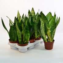 Сансевиерия Зеланика XL d12 h50 10шт