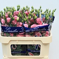 Эустома Excalibur Pink 10шт